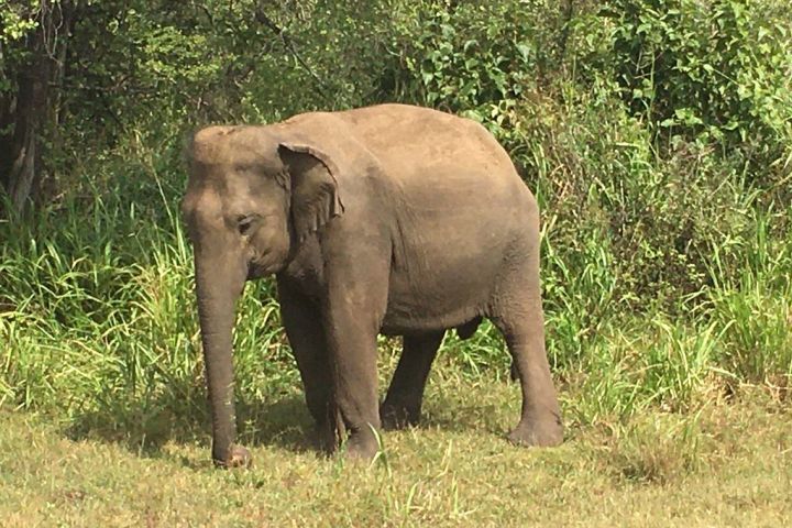 Hurulu Eco Park Entry & Jeep All included Ticket  image