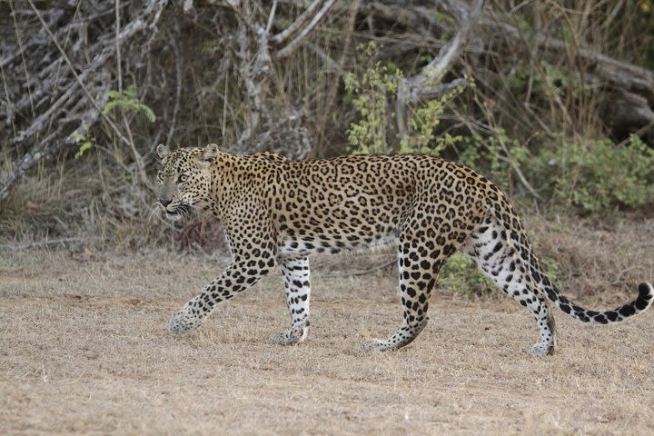 Yala Safari Half day jeep tour  image