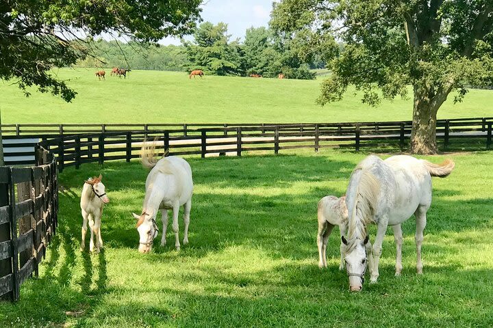 Rarest Thoroughbreds in the World Tour image