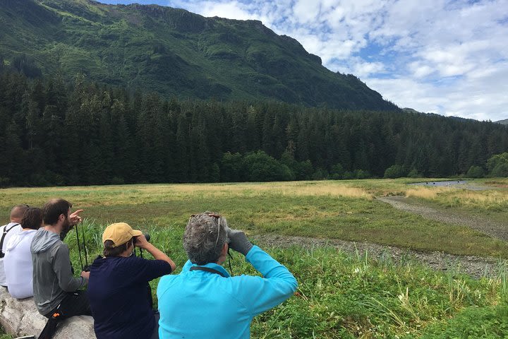 Exclusive Pack Creek Bear Viewing from Juneau image