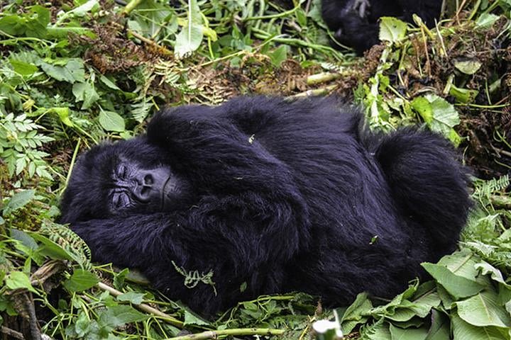 3 days Gorilla Trekking in Bwindi Inpenetrable national Park image