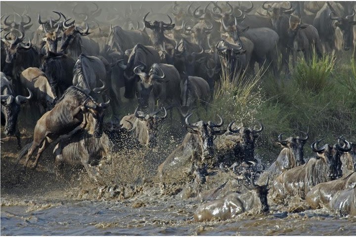 The Utmost Serengeti Wildebeest Migration and Big Five image