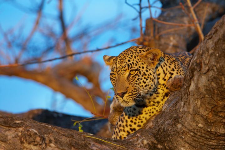 4-Day Kruger National Park Safari image