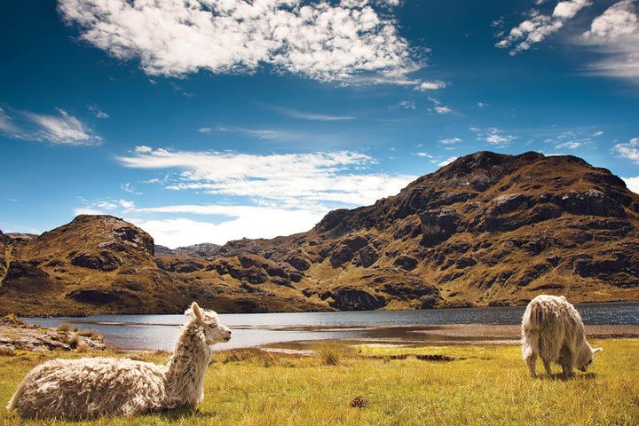 Private Cajas National Park Full Day Tour image
