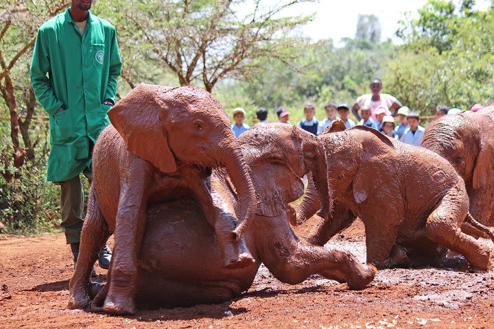 Small Group Budget Tour To Elephant Orphanage and Giraffe Center image