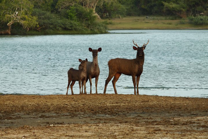 Bundala Safari Half Day Tours image