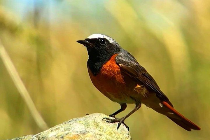 Create your own nature movie: Fabulous Flycatchers  image