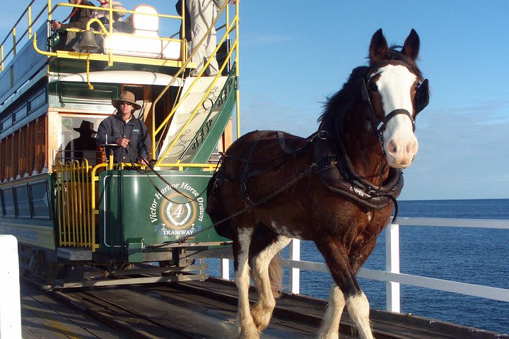 Full-Day Tour in South Australia Highlights image