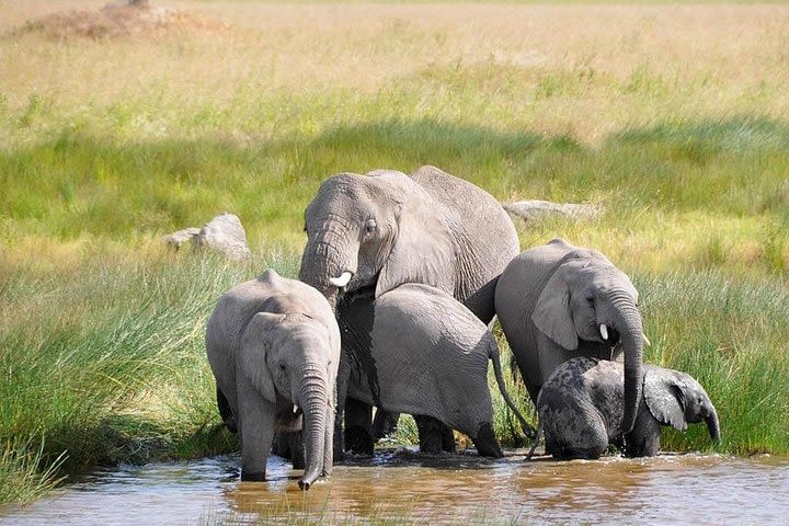 Tarangire,Ngorongoro & Lake Manyara | 4 Day  image