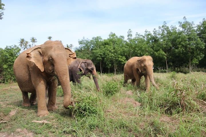 Half Day Ethical Elephants Experience by Samui Elephant Home image