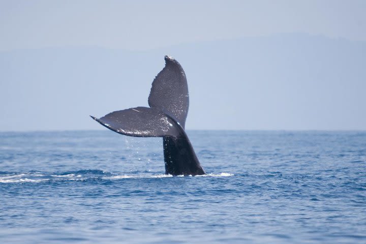 Hermanus Whale Watching and Wine Tasting Tour image