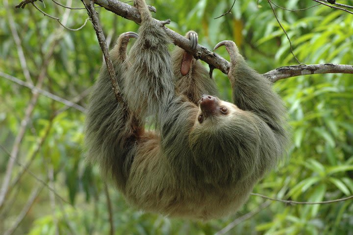 Manuel Antonio National Park Tour from Uvita image