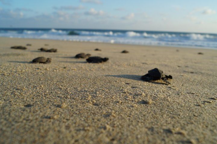 Unique Turtle Sanctuary and Sunset Experience image