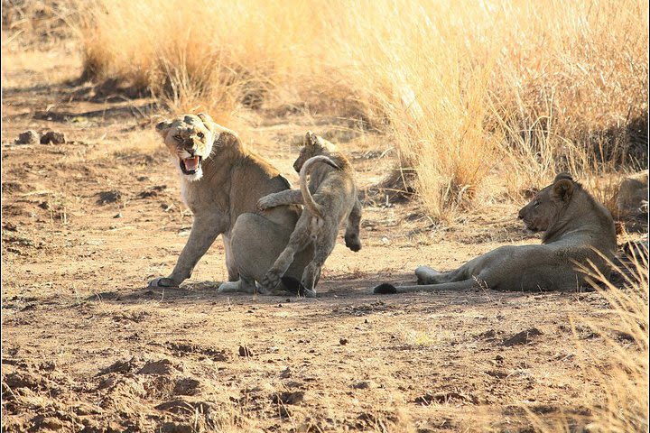 Pilanesberg Game Reserve 6 Hour Sunrise Safari from Johannesburg or Pretoria image