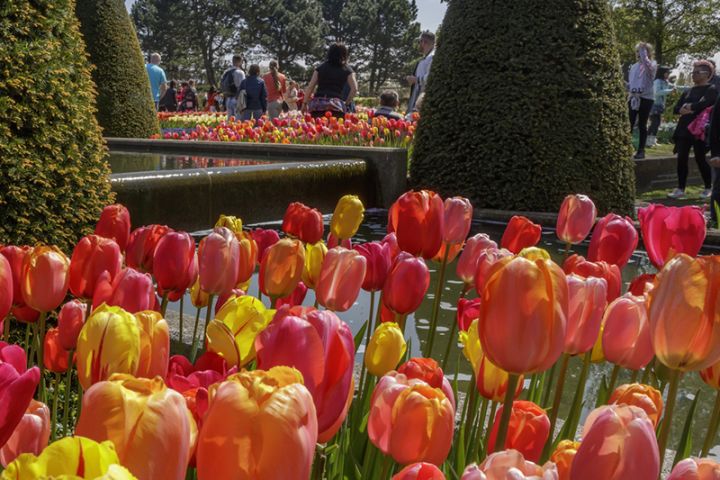 Keukenhof Bus Tour From Amsterdam image