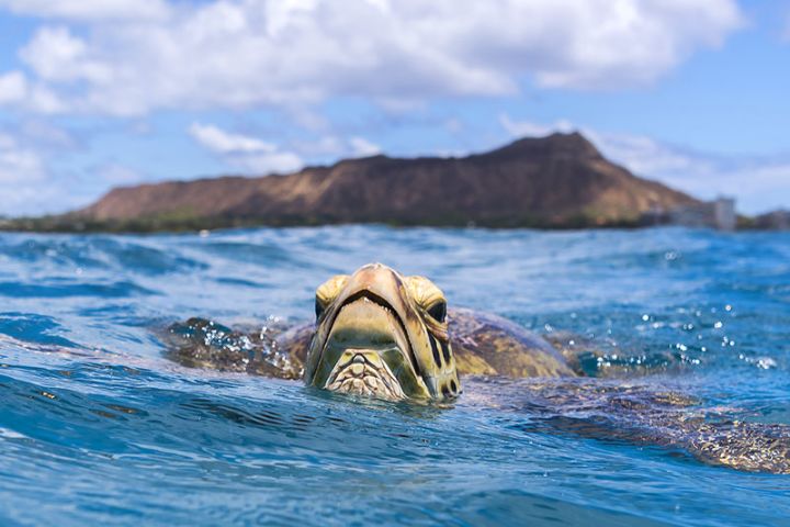  Waikiki Turtle Snorkel Sail image
