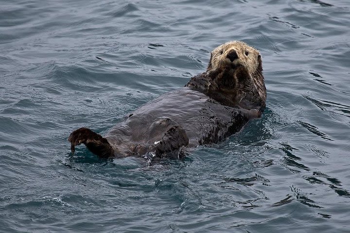 Sitka Shore Excursion: Alaskan Wildlife by Land and Sea image