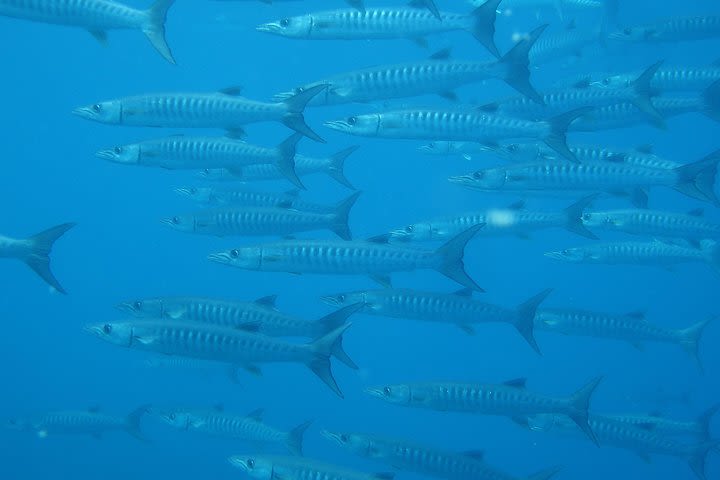 Richelieu Rock Scuba Diving daytrip image