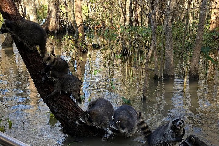 Honey Island Swamp Private Tour with Transport from New Orleans image