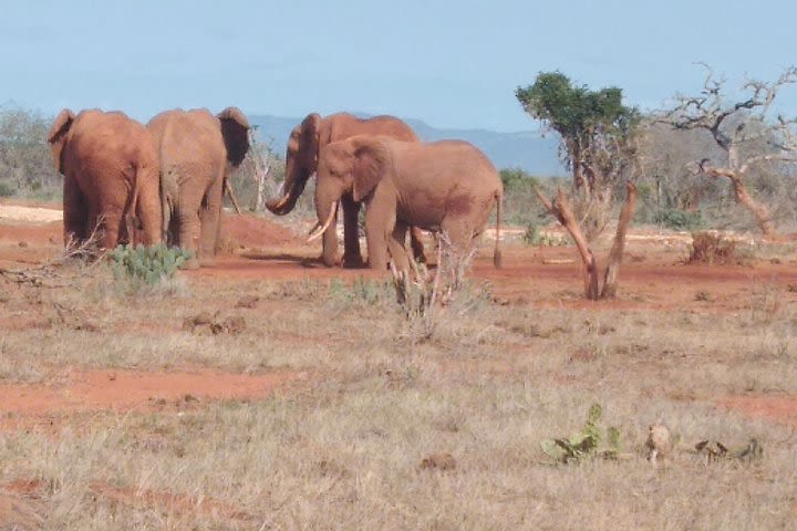 4 days Best of Kenya safaris (Tsavo east, Amboseli and Tsavo west.) image