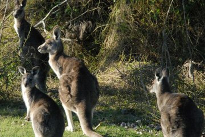 Walking with Wild Kangaroos Private Half-Day Trip from Sydney image