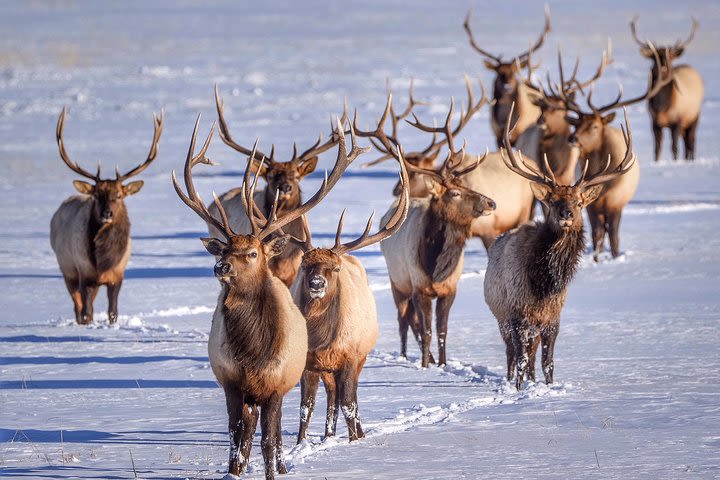 Grand Teton and National Elk Refuge Winter Day Trip image