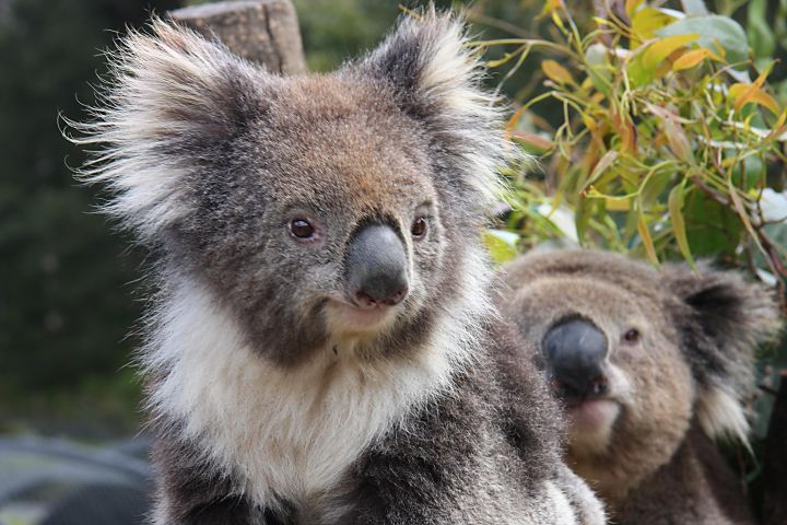 Kuranda Koala Gardens & Birdworld Tickets image