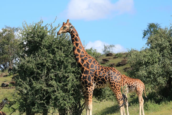 1-Day Safari-Trip to Tarangire National Park image