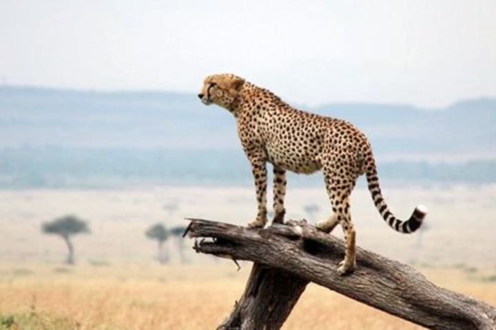 4 Days Maasai Mara image