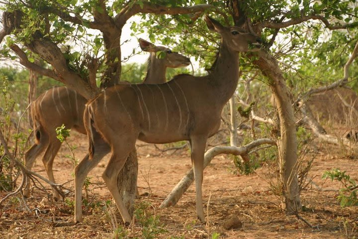 Chobe 6 Hours Game Drive image