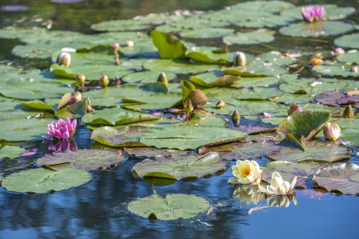 Cruise Excursion from Rouen to Giverny Gardens image