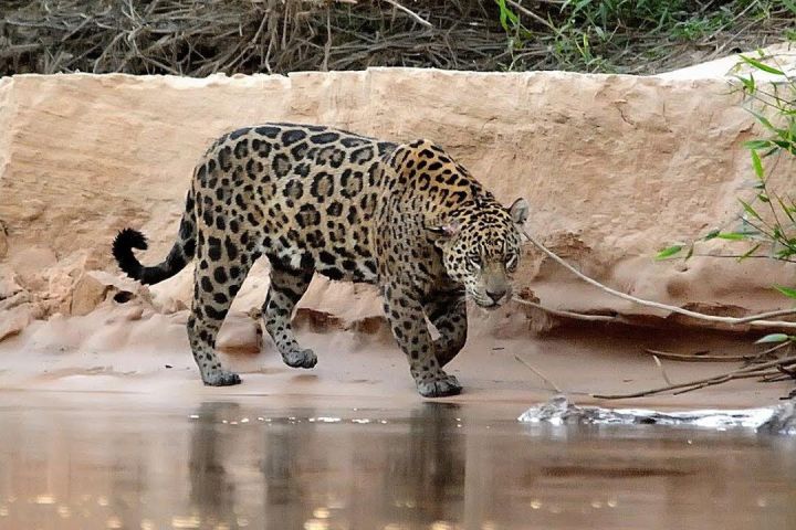6-Day Pantanal Jaguar Safari image