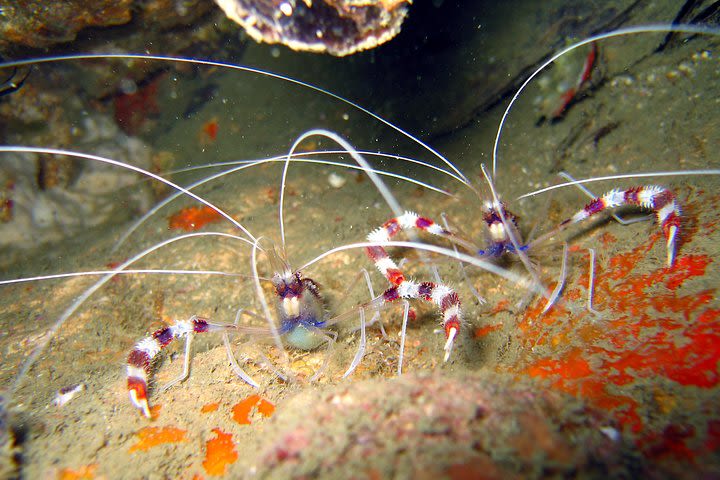 Kata Beach Night Diving image