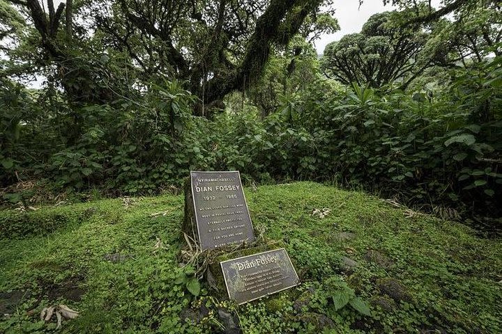 1 Day Dian Fossey Grave Hiking Rwanda Tour image