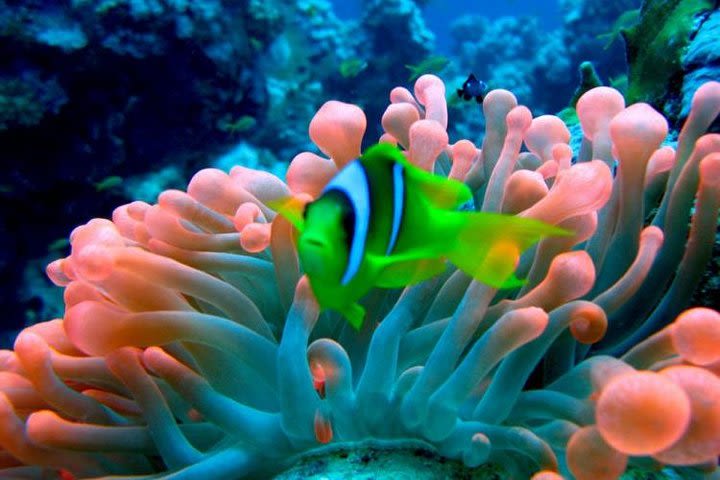 Submarine Tour in Dahab image