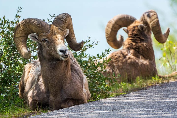 Jasper Evening Wildlife Tour image