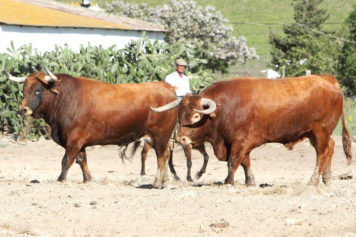 Andalusian Countryside Private Day Trip from Cádiz image