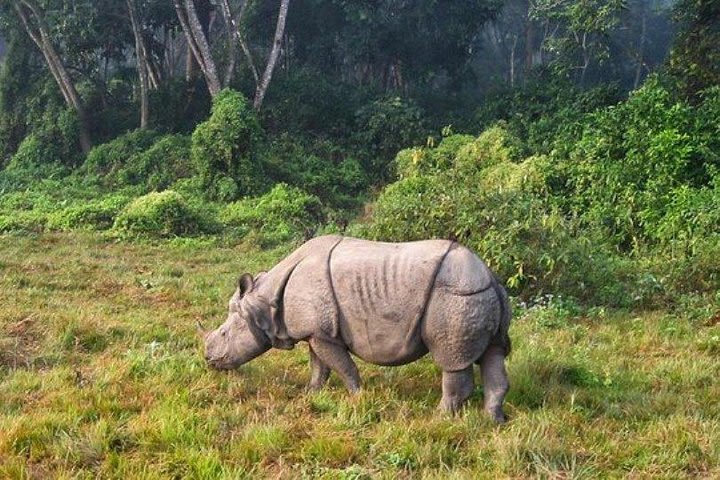 1 Night Glimpse of Chitwan Tour from Kathmandu or Pokhara - Vice Versa image