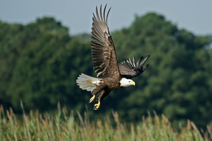 VIP Private Airboat Tour image