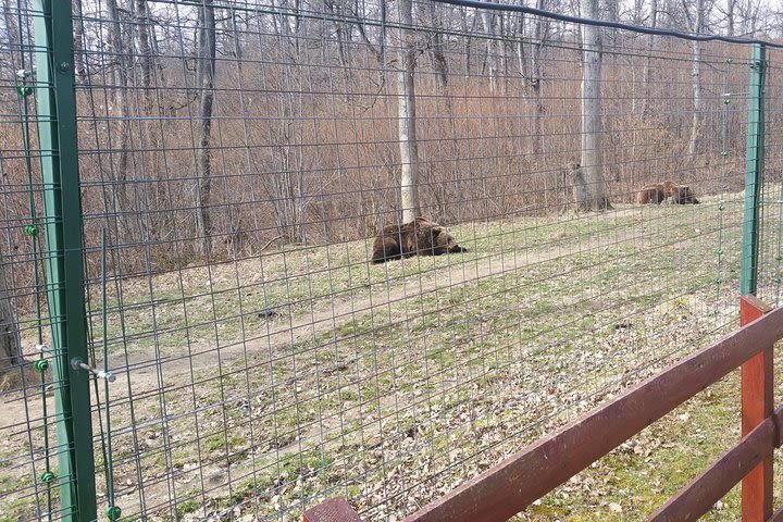 Small-Group Libearty-Liberty Bear Sanctuary Zarnesti Trip from Brasov image