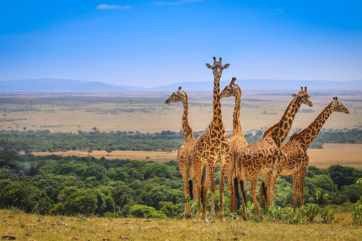 6 Days Masai Mara,lake Nakuru & Amboseli Private Camping Min 2 Pax image