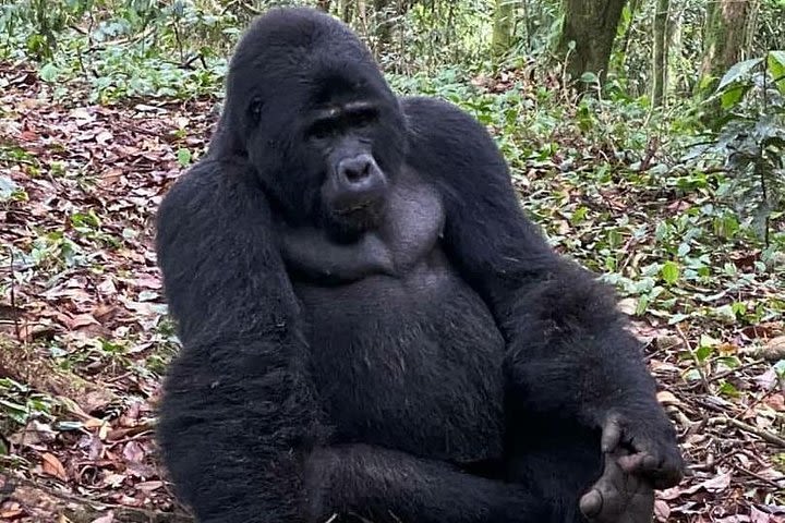 1 Day Gorilla Trekking Uganda image