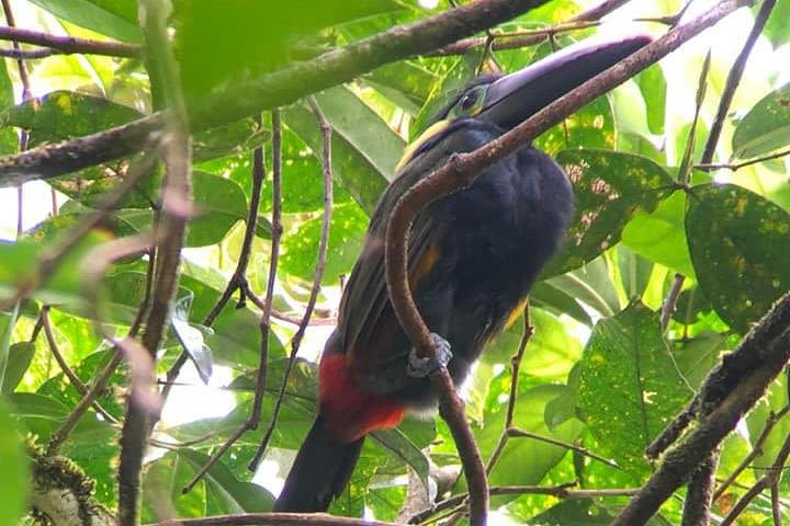 Rio Celeste Waterfall -Tenorio Volcano National Park with Swimming at the River image