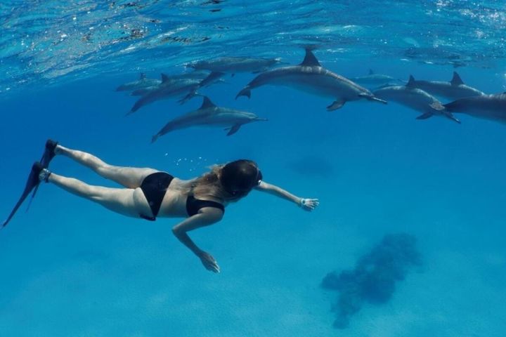 VIP Dolphin House Snorkeling Tour image