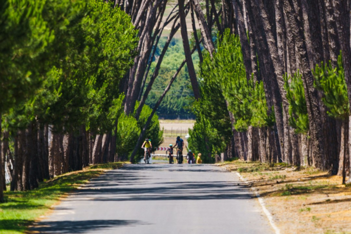 Stellenbosch Half Day Winelands Mountain Bike Cycle Tour image