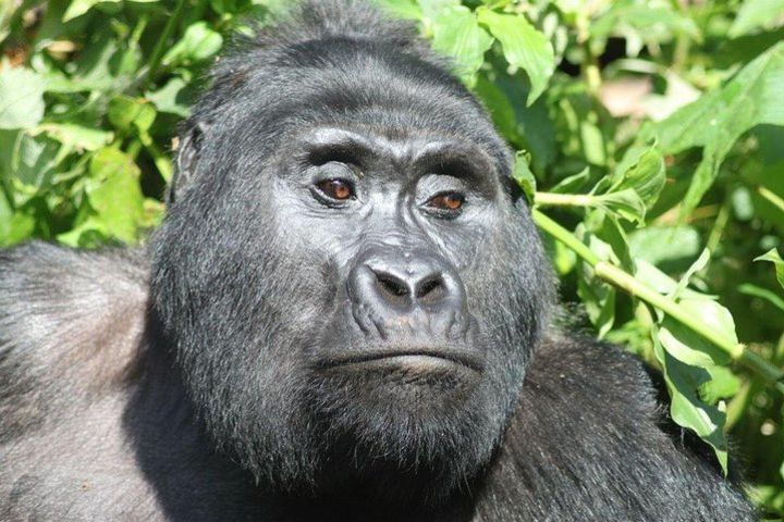 8 Day Uganda - Rwanda Gorillas and Big Game Safari image