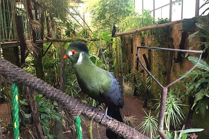 Birdwatching National Aviary Cartagena de Indias image