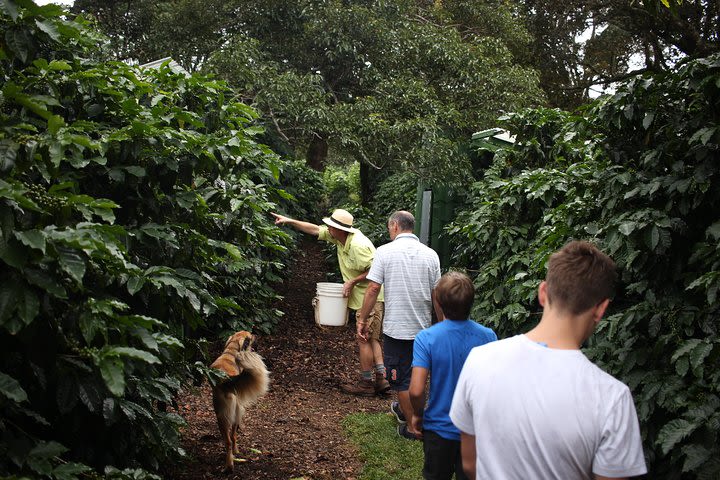 Private Group Coffee Tour (Minimum 2 people) image