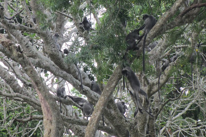 City, Batu Caves, Hot Spring, Silver Leaf Monkey & Fireflies Tour image