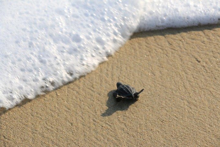 Turtle Release Escobilla Sanctuary image